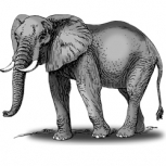 Рисунок серый слон, png
